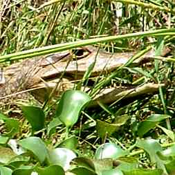 Crocodile Tour on the Rio Bongo