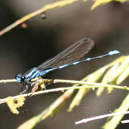 Bright Blue Dragonfly from Delicias, Montezuma
