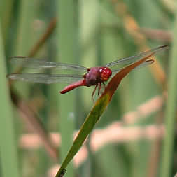 Fuscia Dragonfly - Santa Teresa