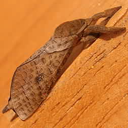 Fuzzy Moth from Montezuma