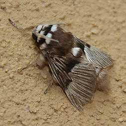 Yet another fuzzy moth