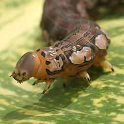 Costa Rican Giant Caterpillar
