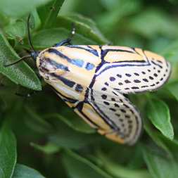 Spotted Moth from Montezuma