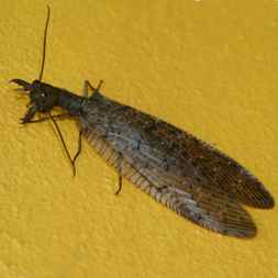 Costa Rica Dobsonfly - female