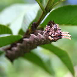 Giant purple caterpillar with multiple antennae