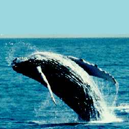 Montezuma Humpback Whale