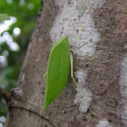 Katydid