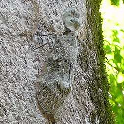 Lantern fly or Alligator Head Moth