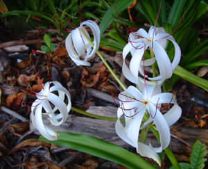 Montezuma Lily