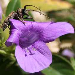 Costa Rica - Mean Looking Bug on Purple Flower