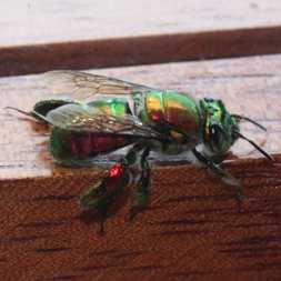Metallic fly or bee