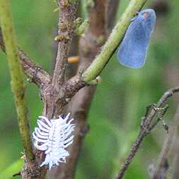 Dusky Ladybug Larva