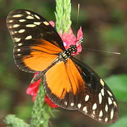 Orange Butterfly