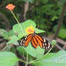 Orange Butterfly