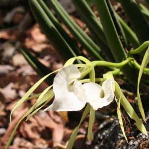 Montezuma Orchid