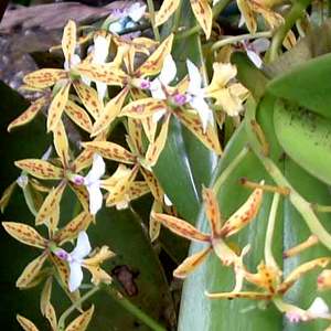 Montezuma Orchid