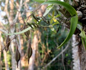 Montezuma Orchid