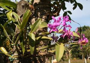 Montezuma Orchid