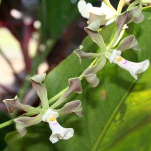 Montezuma Orchid