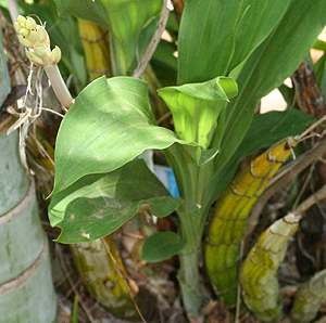 Montezuma Orchid