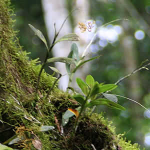 Montezuma Orchid