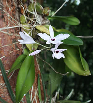 Montezuma Orchid