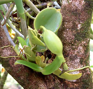 Montezuma Orchid