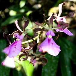 Costa Rica Orchid Searching