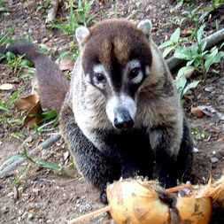 Pet Pizote in Montezuma