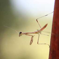 Preying Mantis Baby