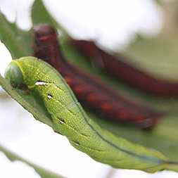 Color-changing caterpillars