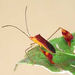 Red and orange flat-footed bug with red boots
