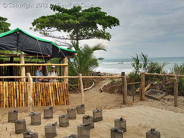 Sea Turtle Rescue Program in Costa Rica