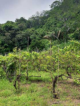 Costa Rica vineyards