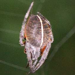 Brown web spider with orange belly and white stripe.