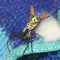 Spider with two large spikes