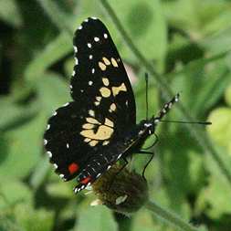 A common spotted black butterfly in the Montezuma area