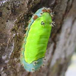 Cactus caterpillar