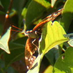 Sunset Moth from Montezuma