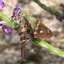 Swallow-tailed-butterfly