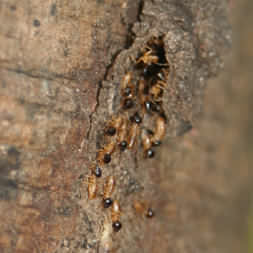 Montezuma termite road - two types of termites shown