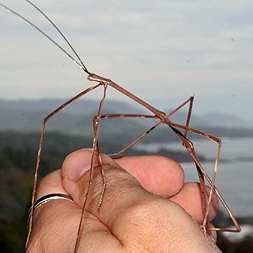 Costa Rica Walking Stick Insect