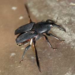 Winged black bug with proboscus