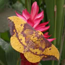 Sunset Moth from Montezuma