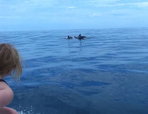 Dolphins in Costa Rica
