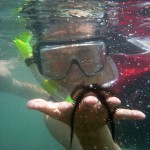 Snorkeling with wiggly star