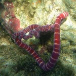pink tube worms