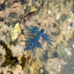 Very rare creature, a sea swallow, which is a type of nudibranch. This is about 3cm long (and fully grown).