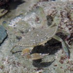 Very well camofllaged crab that lives in the tidepools. Almost invisible unless it moves.