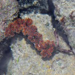 Nudibranch in Playa Hermosa Tidepool